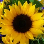 foto girasole