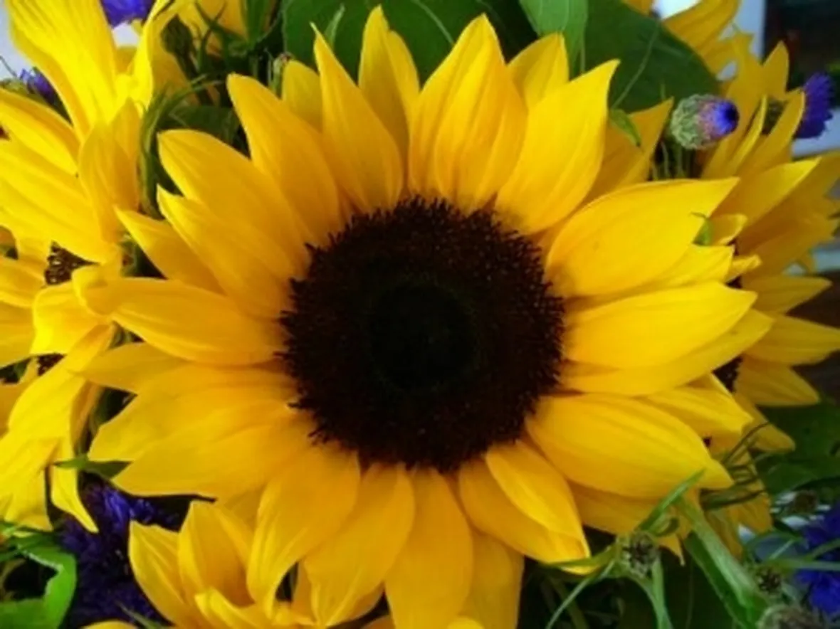 foto girasole