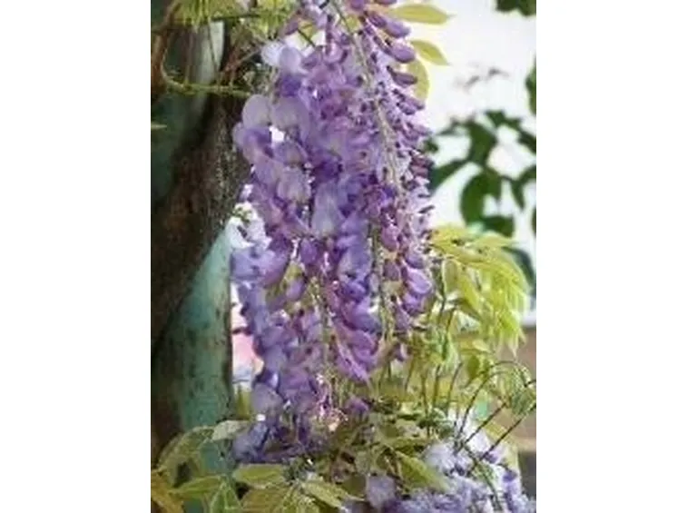 glicine