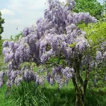 foto glicine