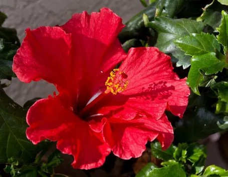 immagini ibisco