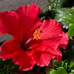 immagini ibisco