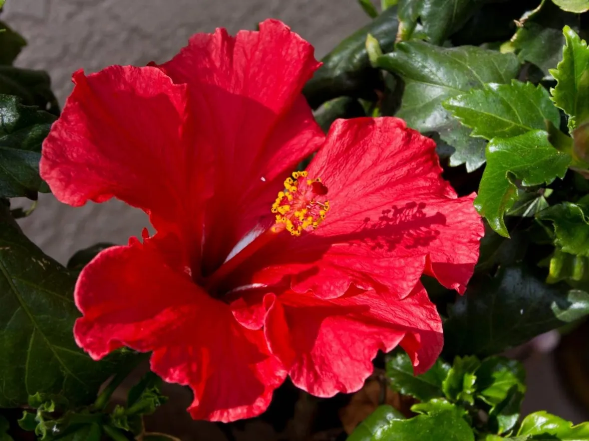 immagini ibisco
