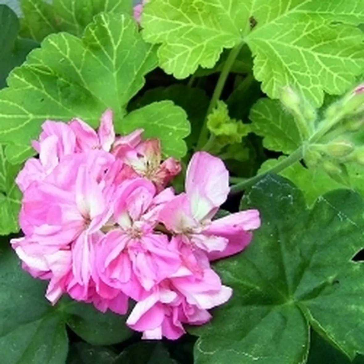 foto geranio rosa