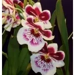 orchidea
