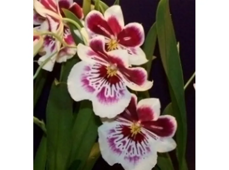 orchidea