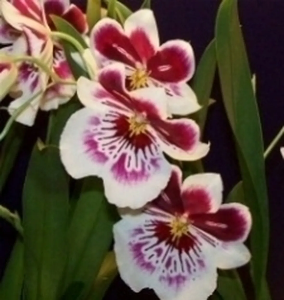 orchidea