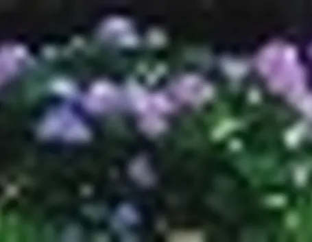 foto ortensie