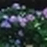 foto ortensie