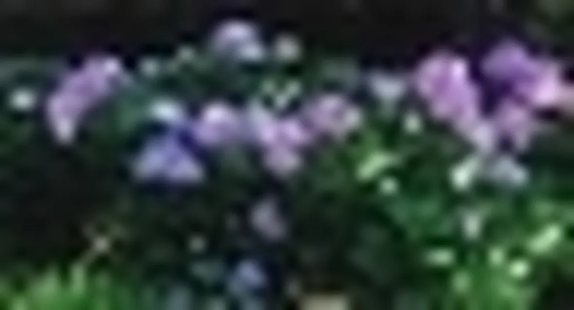 foto ortensie