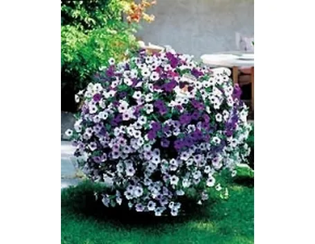 foto di petunia
