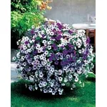 foto di petunia