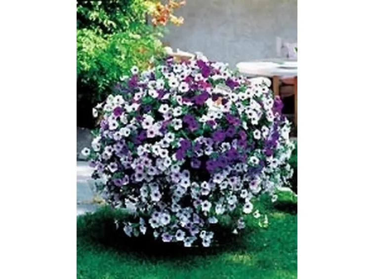 foto di petunia