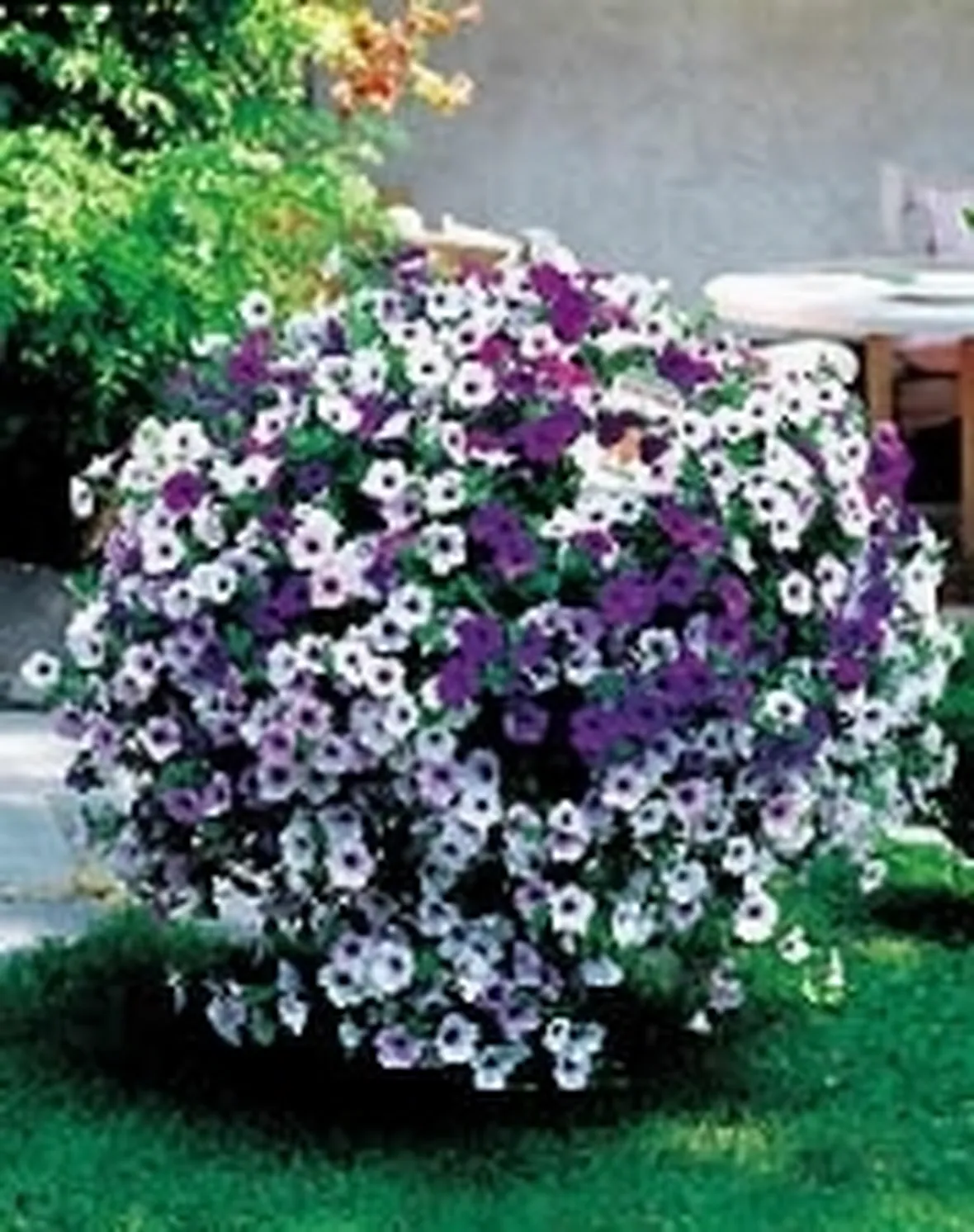 foto di petunia