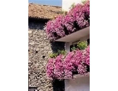 foto petunie