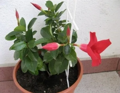 sundevilla
