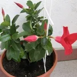 sundevilla