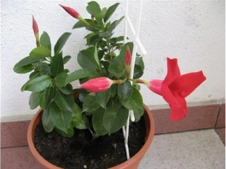 sundevilla