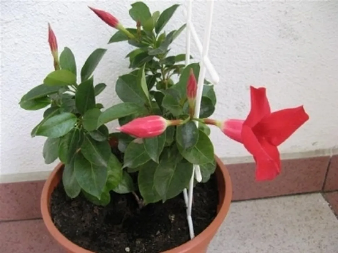 sundevilla