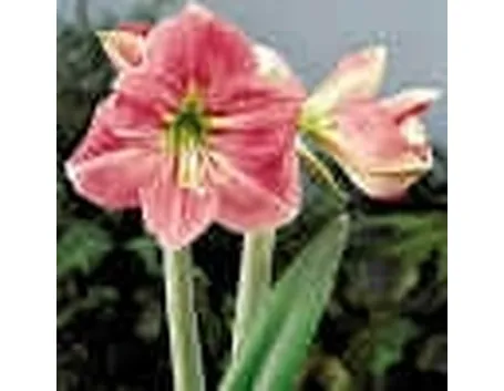 fiori di amarillis