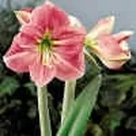 fiori di amarillis