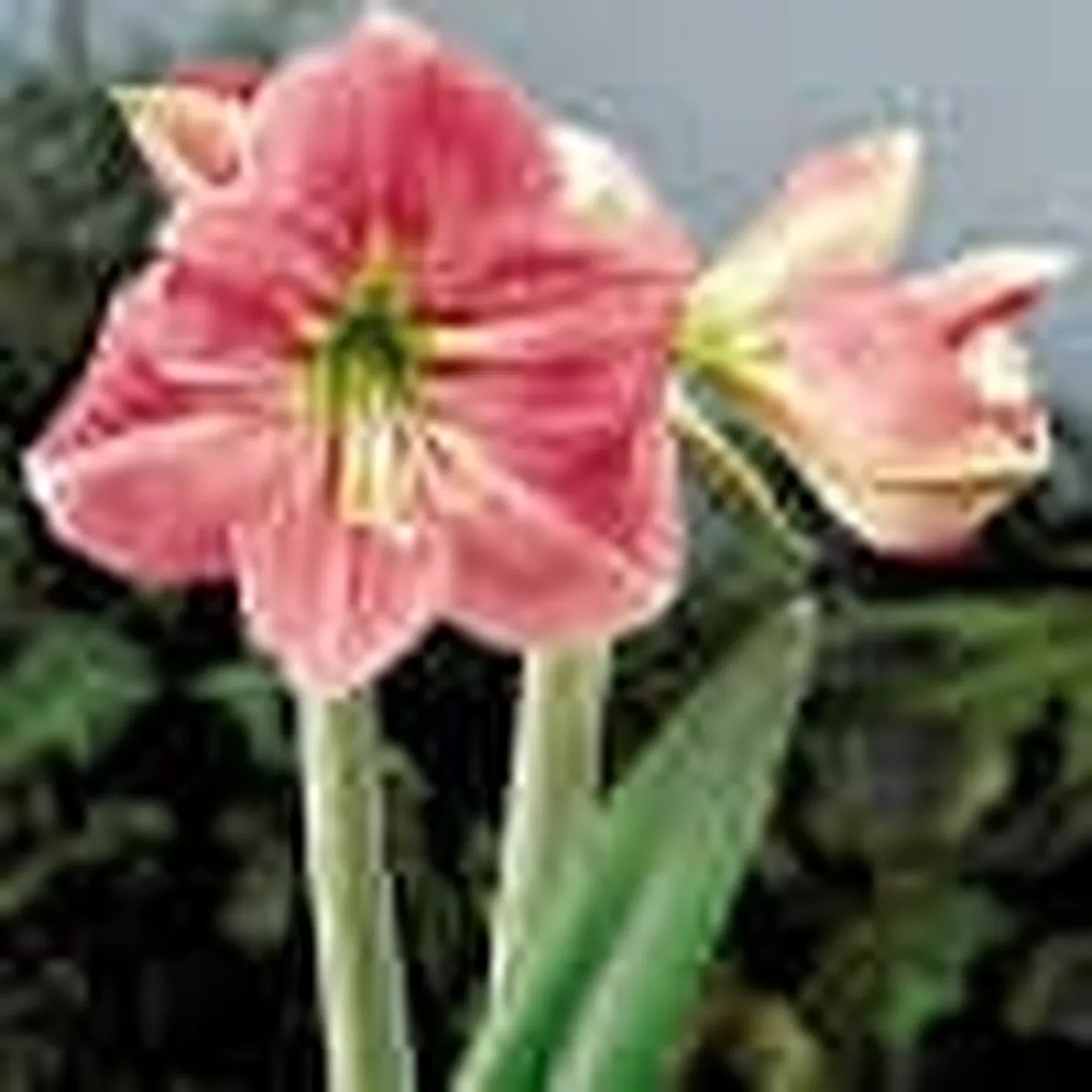 fiori di amarillis