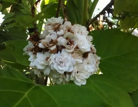 turcamelia