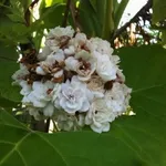turcamelia
