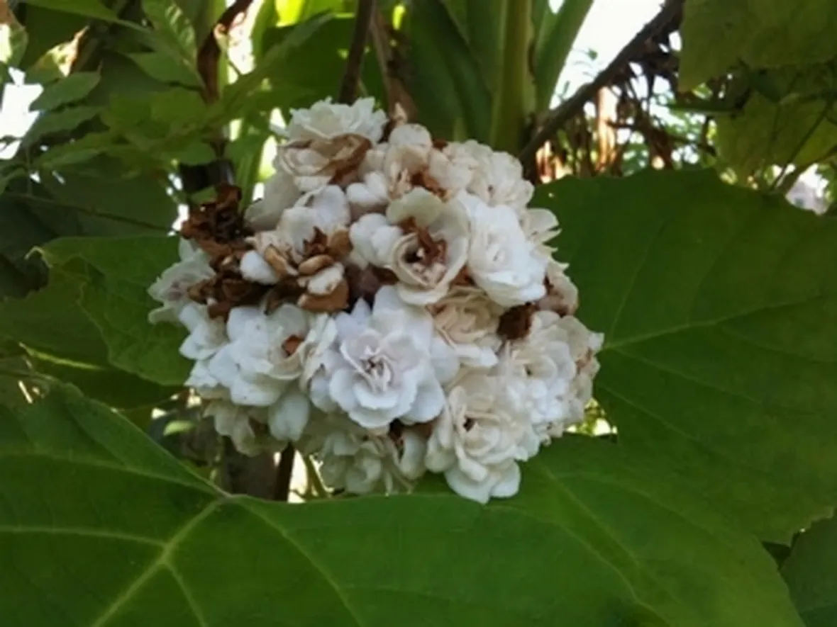 turcamelia