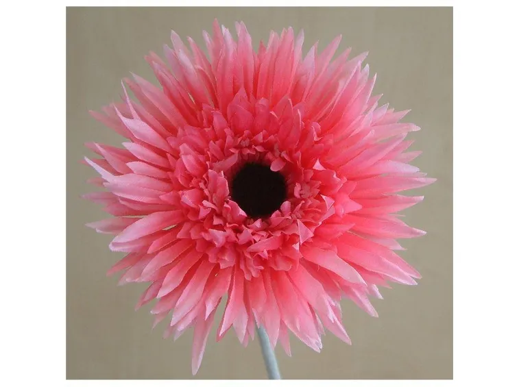 Gerbere di carta crespa rosa