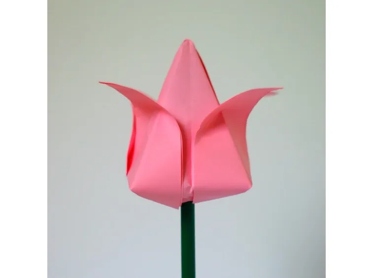 Un tulipano rosa semplice