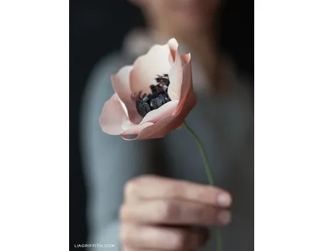 Anemone di carta