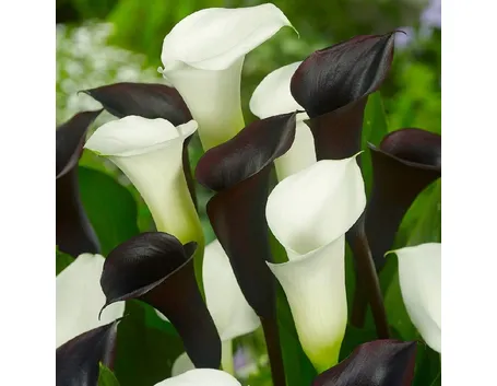 calla
