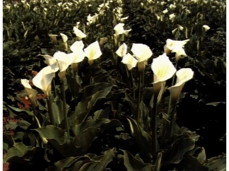 calla