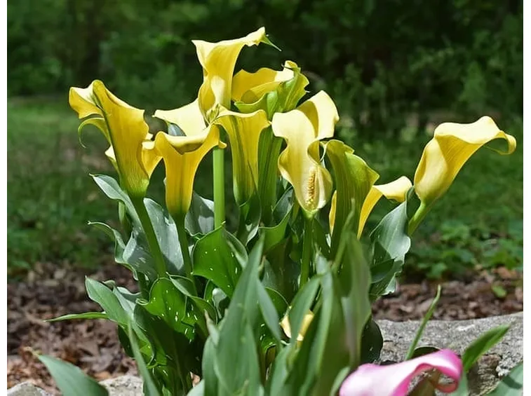 calla