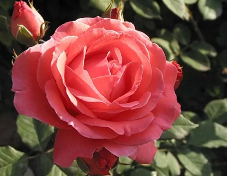 Pianta rosa cinese