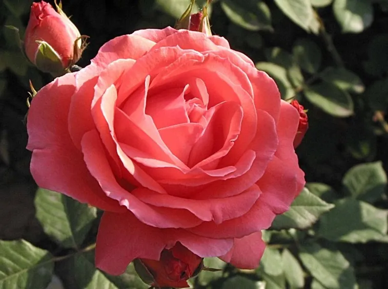 Pianta rosa cinese