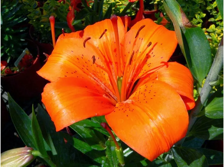 Fiori cinesi