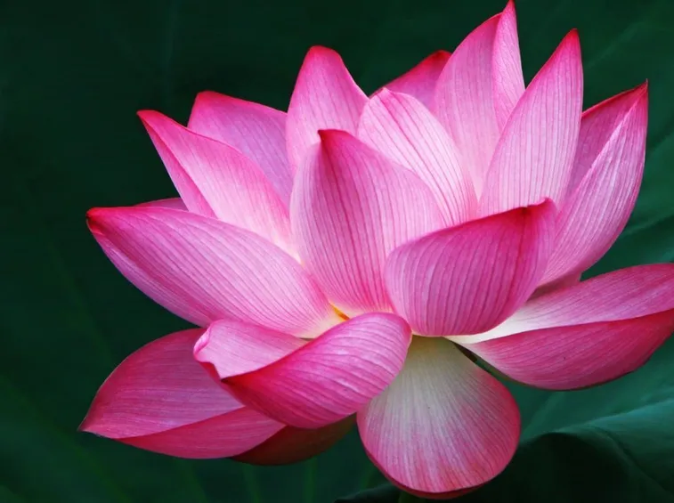 Fiori loto cinese