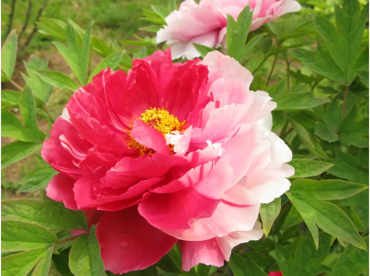Pianta peonia cinese
