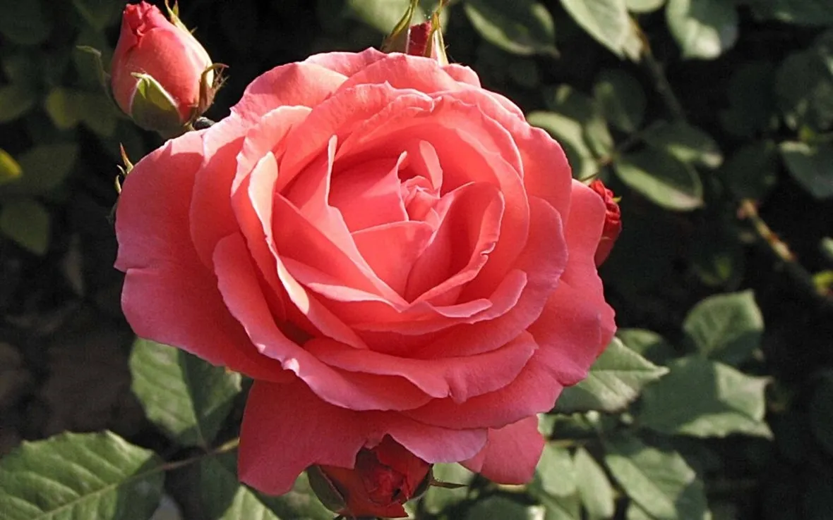 Pianta rosa cinese