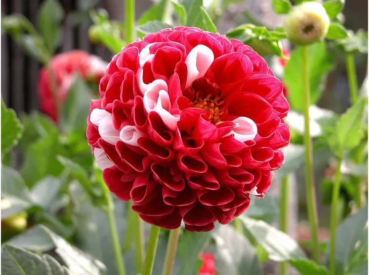 dalia