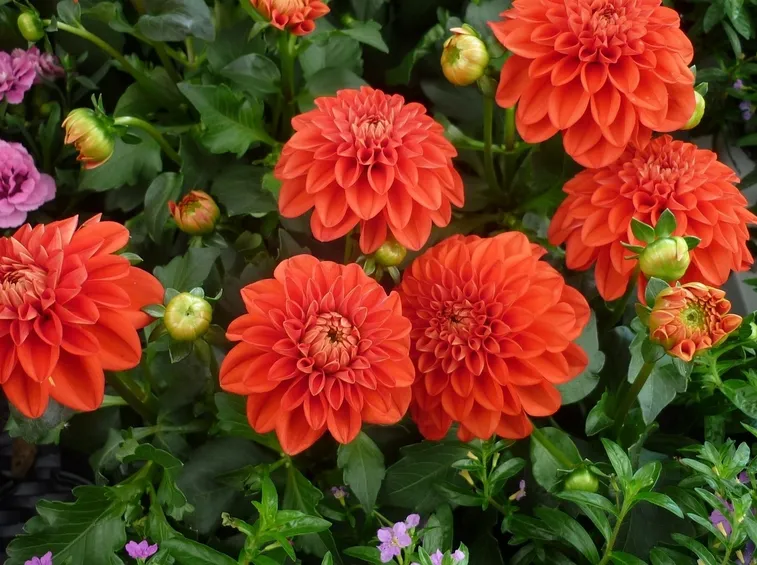 dalia variabilis