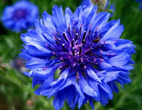 fiordaliso