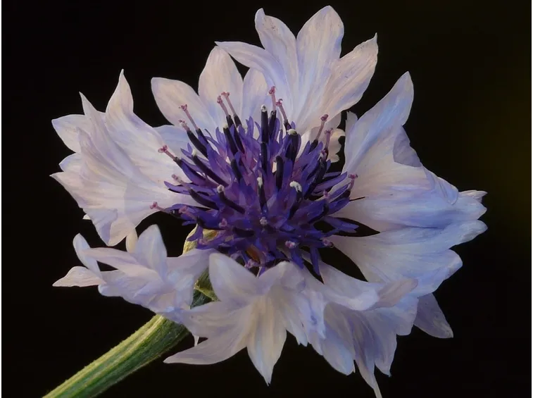 fiordaliso bianco