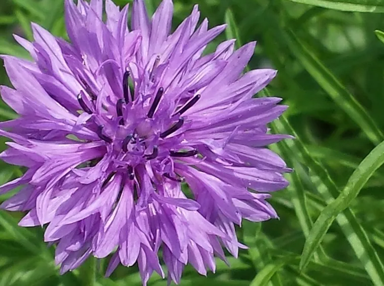 fiordaliso cynarus