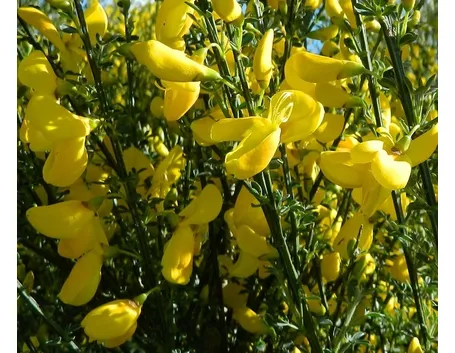 ginestra