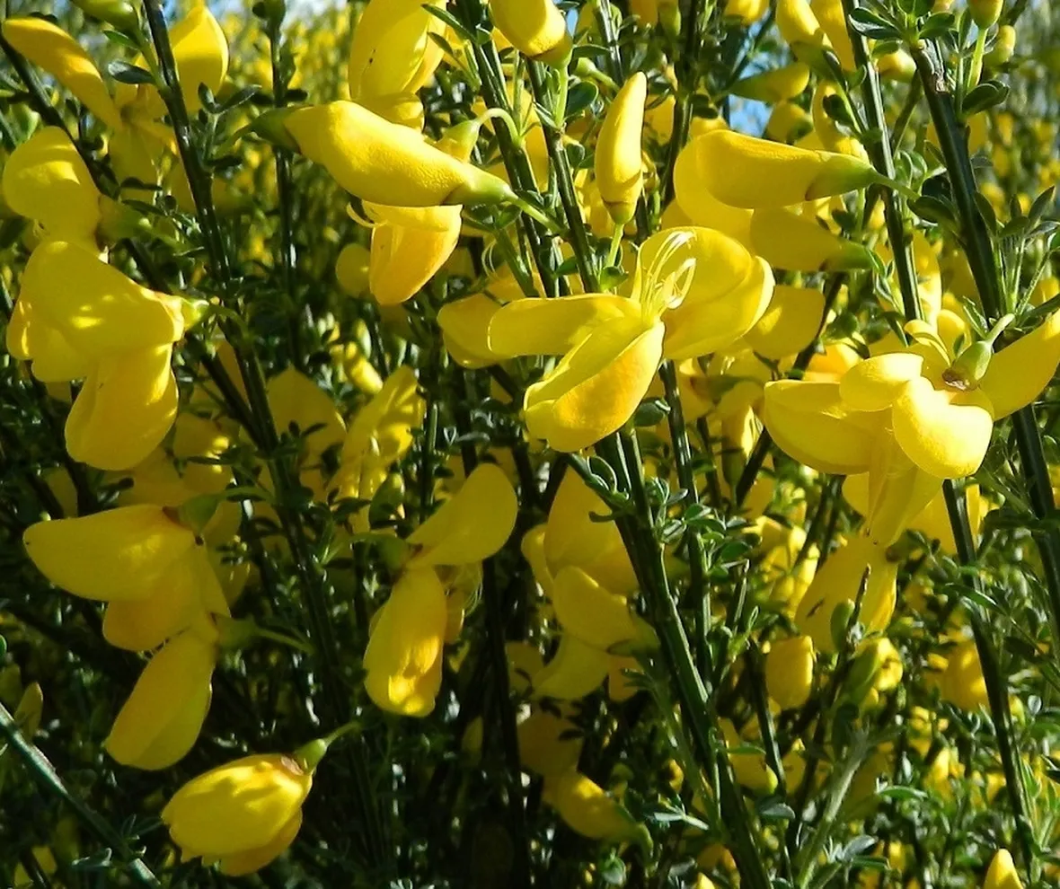ginestra