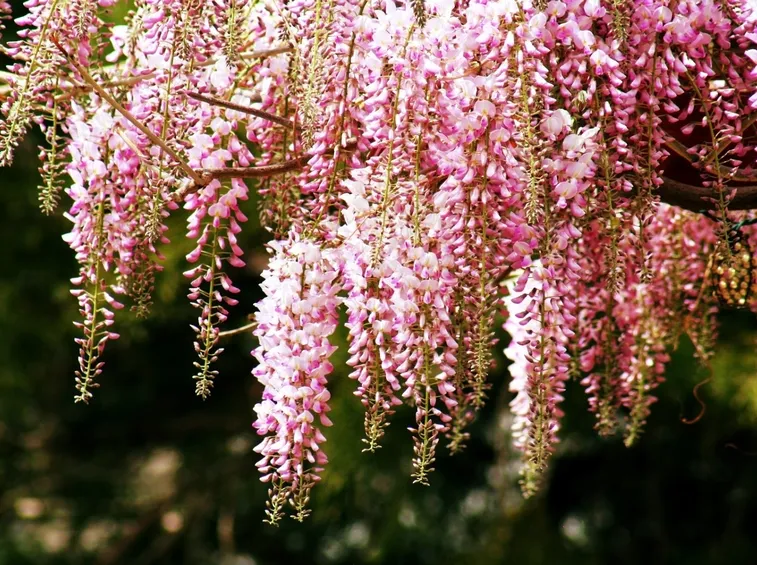 glicine rosa