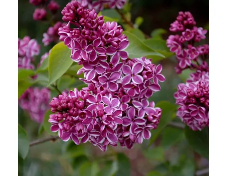 fiore lillà